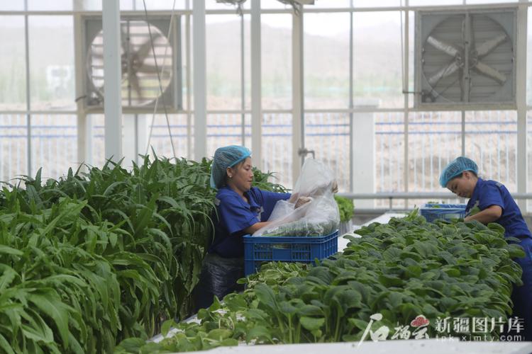 建设的"同心共富工坊"数字农业植物工厂,占地6912平方米的智能温室