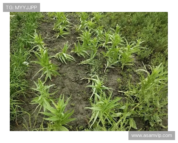 《妄想刑警》:当思维的迷宫成为犯罪现场