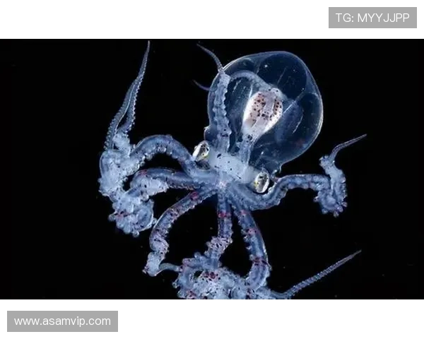 深海的低语：外星章鱼，宇宙的未知触手